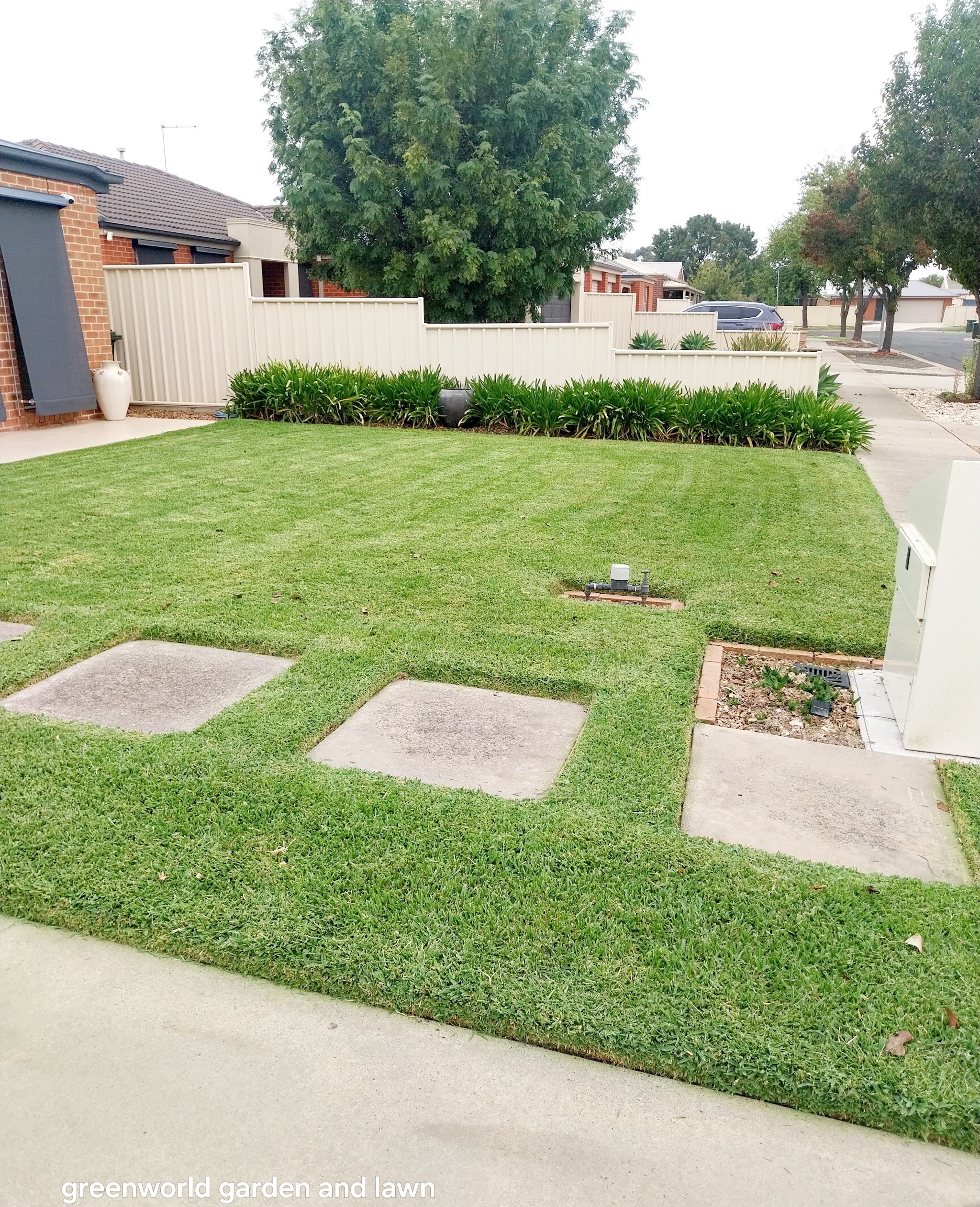 Front lawn mown to a clean stripe with an agapanthus border along the fence