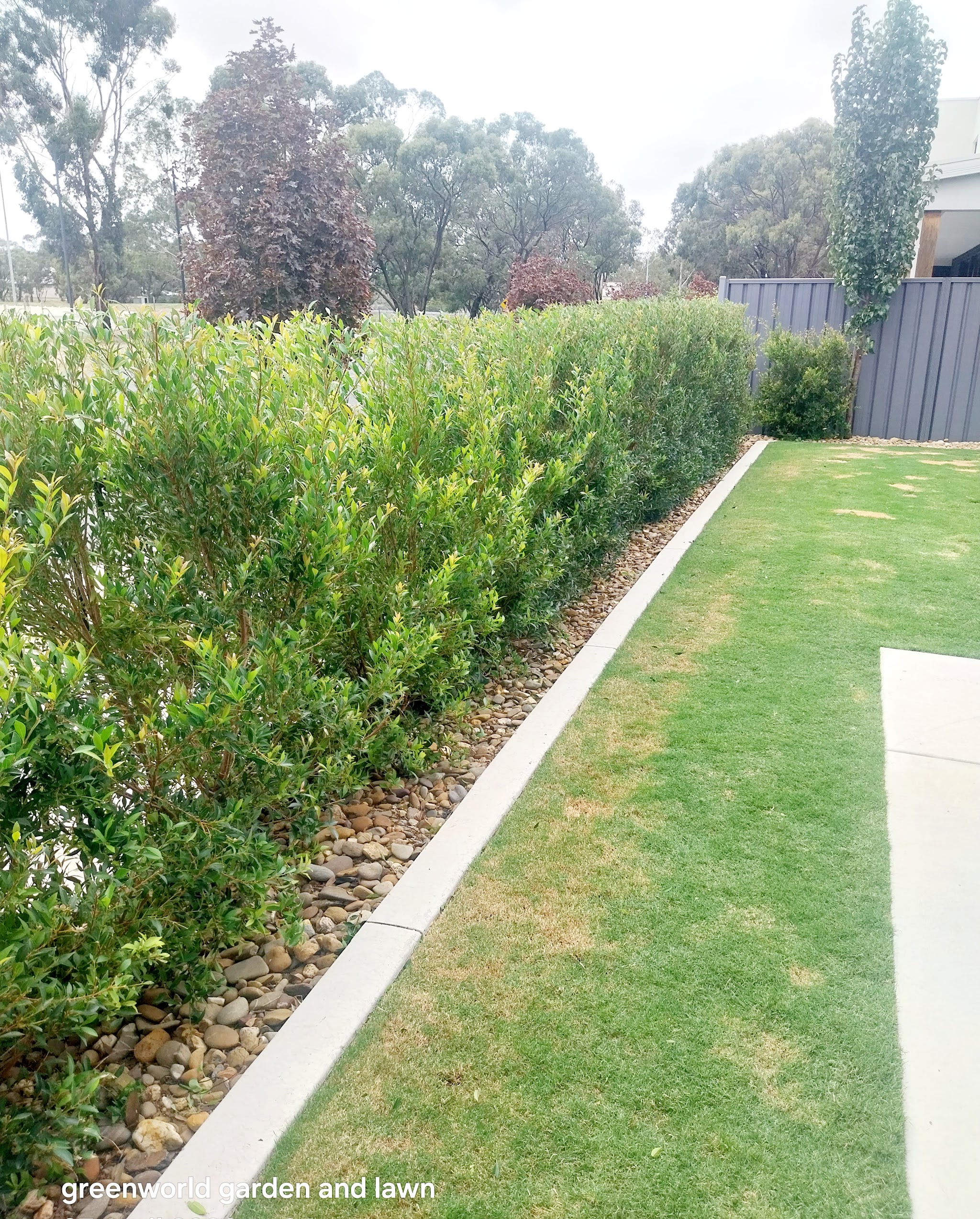 Long clipped lilly pilly hedge beside a river stone strip and mown lawn